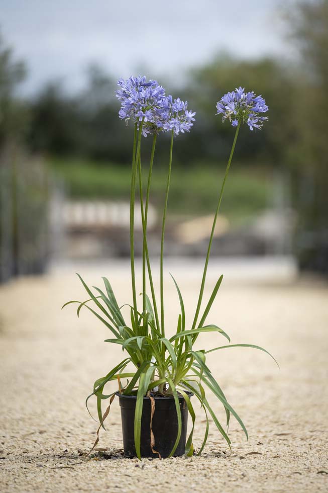 Agapanthus in varieta