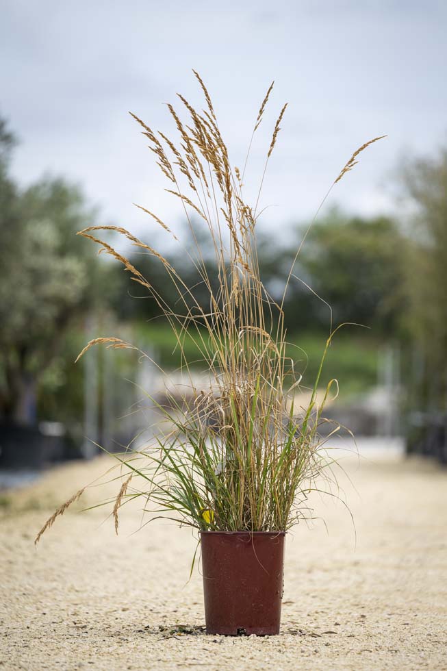 Graminées – Calamagrostis Brachytricha