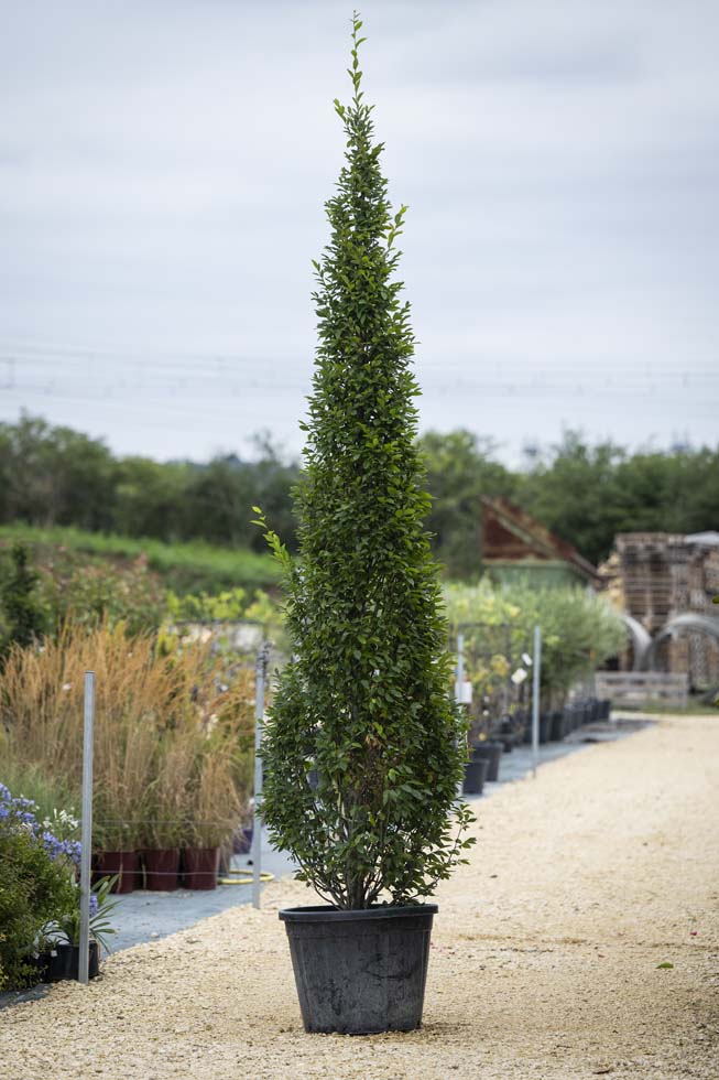 Charmille  – Carpinus betulus fastigiata