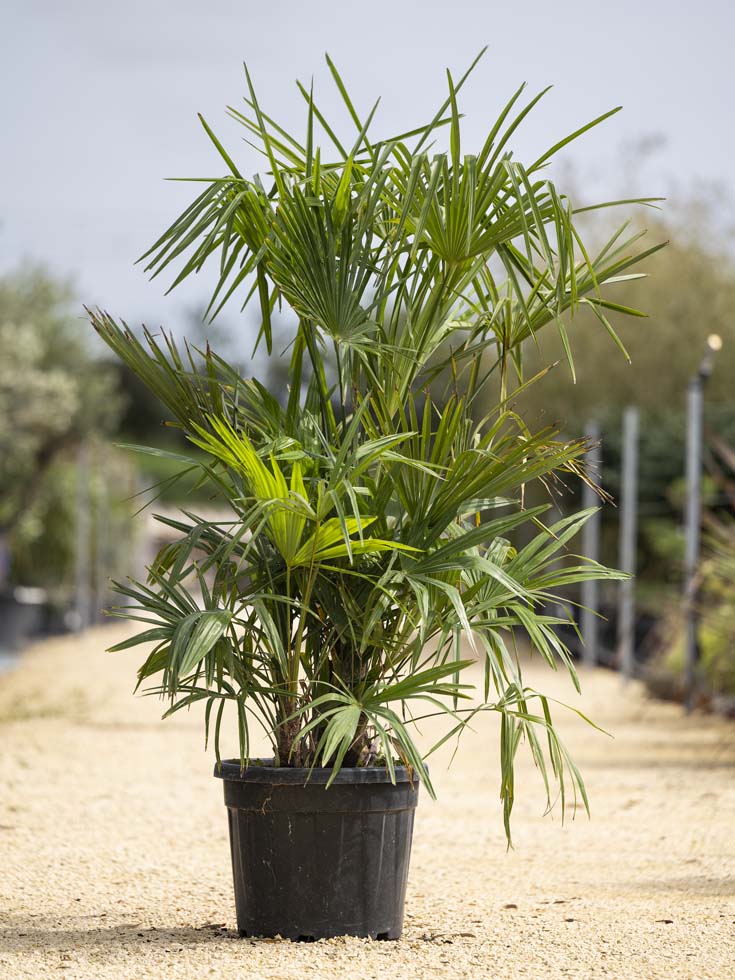Palmier – Chamaerops Fortunei (Trachycarpus)