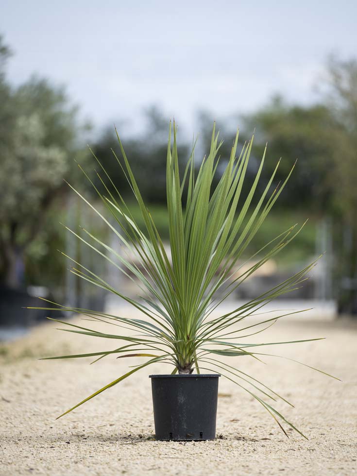 Cordyline australis