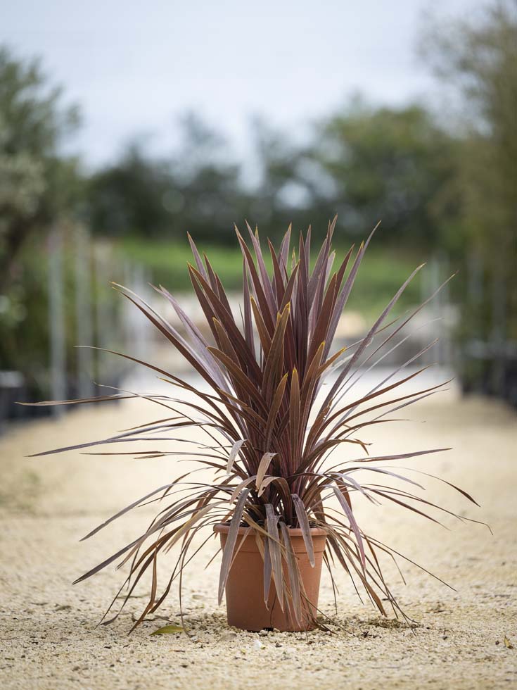 Cordyline red star