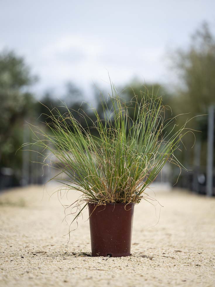 Graminées – Cortaderia