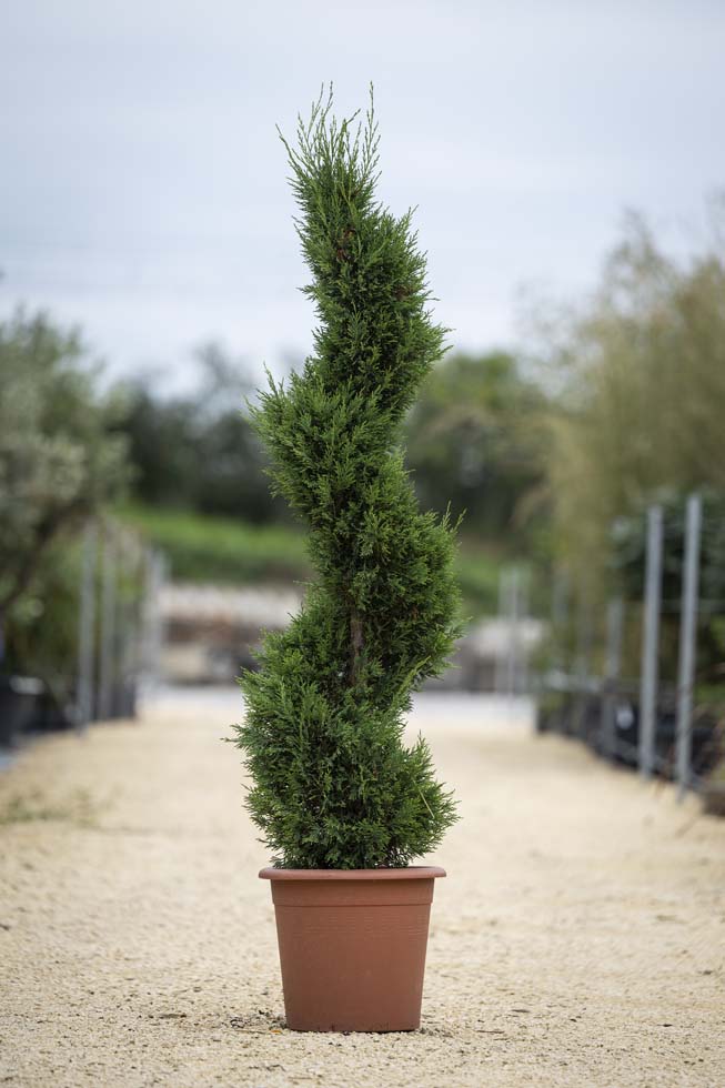 Cyprès de Leyland – Cupressocyparis leylandii Courbe