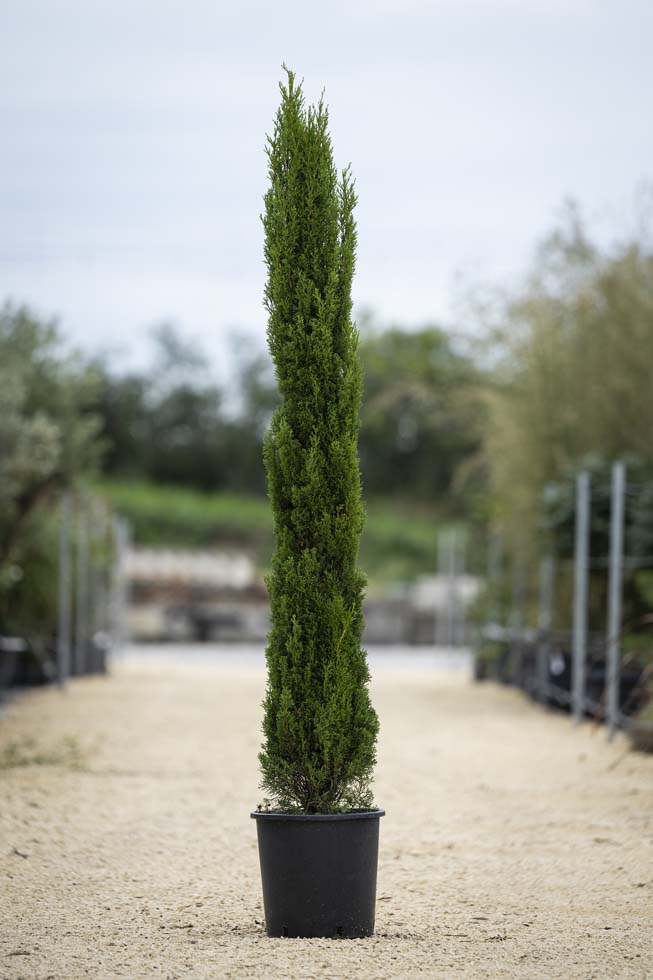 Cupressus sempervirens totem