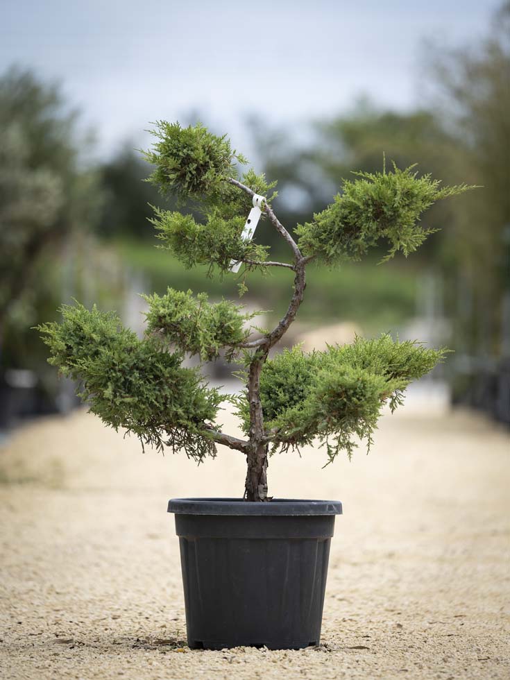 Pompon asiatique – Juniperus media pfizeriana aurea