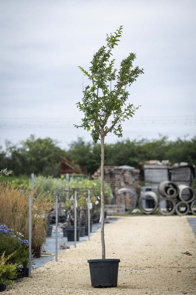 Lagerstroemia ind roser grassi