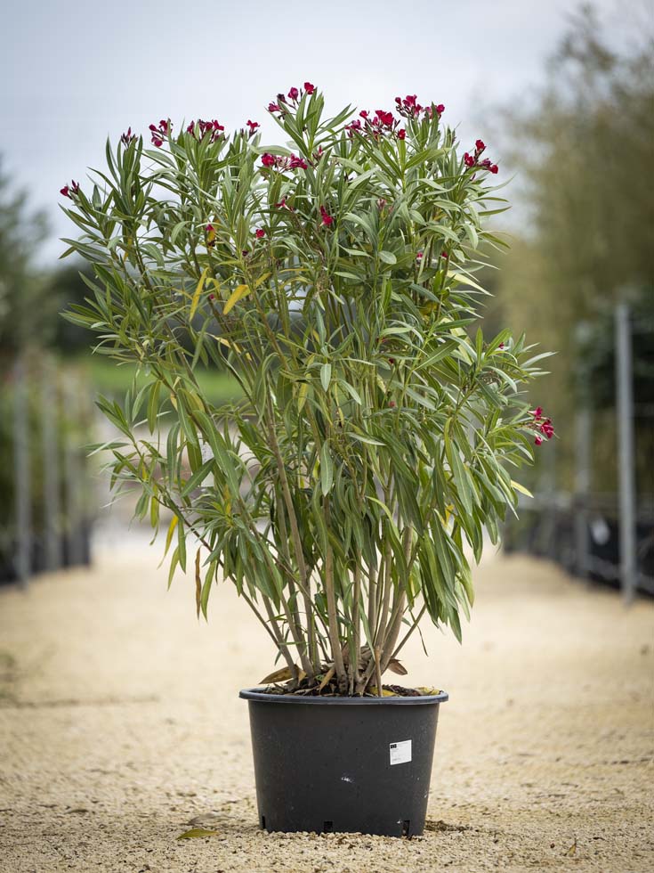 Laurier – Nerium Oleander