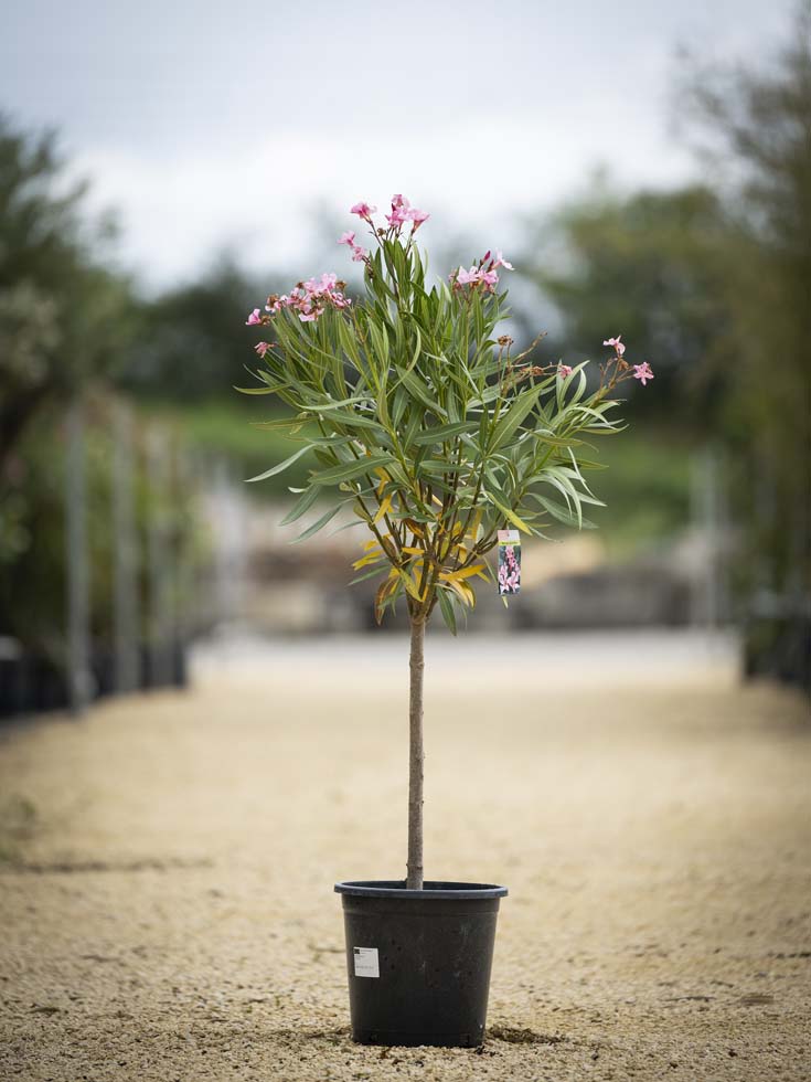 Laurier – Nerium Rose Oleander Copa
