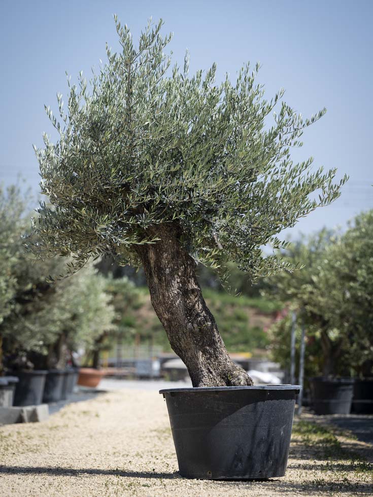 Olivier – Olea Europea Bonsai