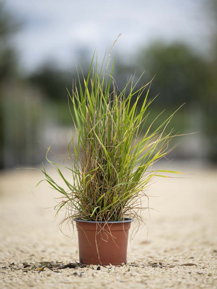 Graminées – Pennisetum in varieta