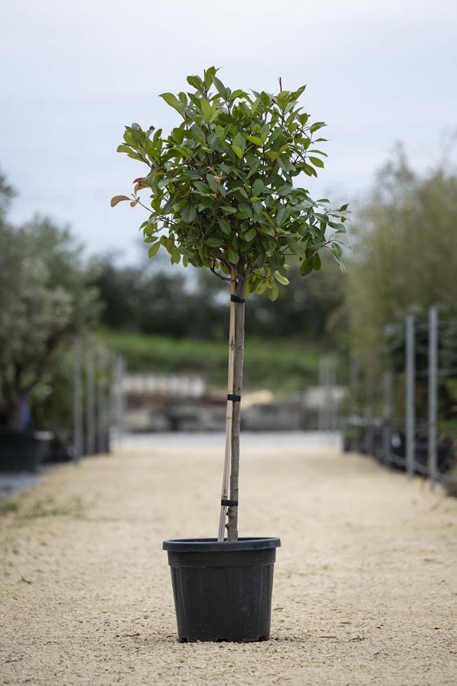 Photinia serrulata red robin