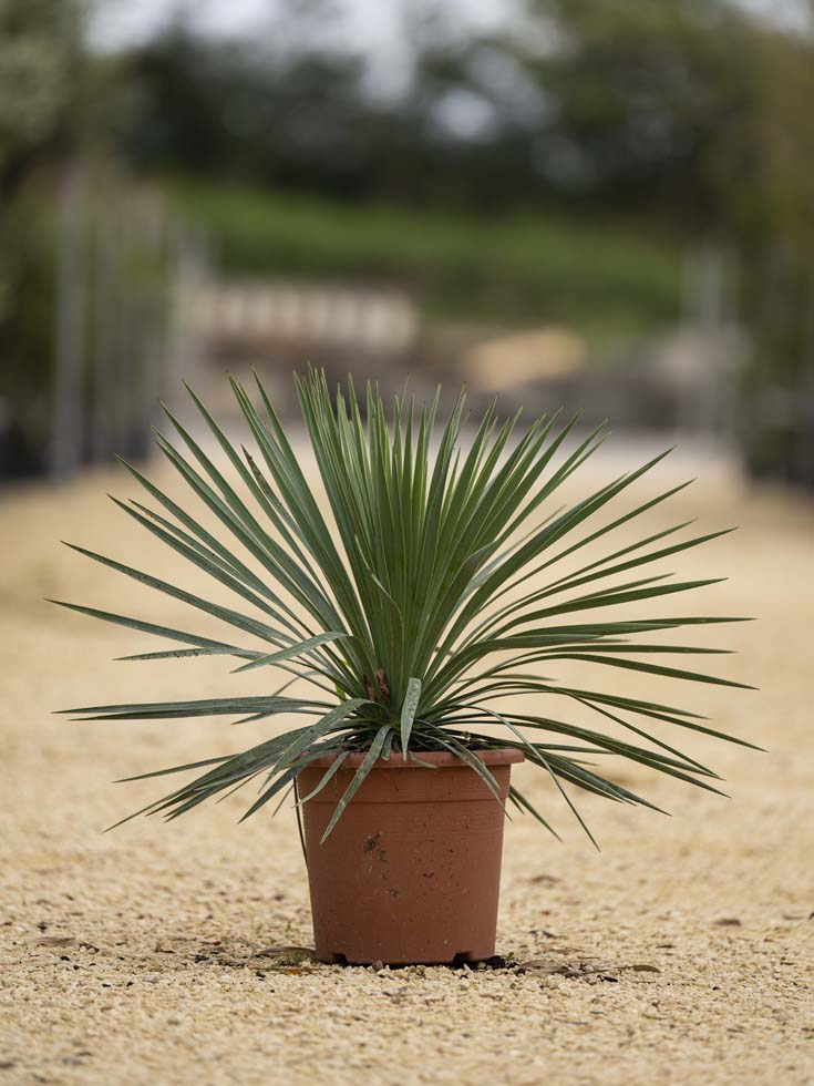 Yucca Rostrata